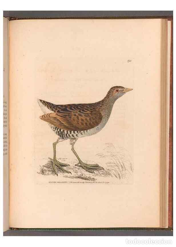 Sammeln von Zeitschriften und Zeitungen: Reproducci&oacute;n/Reproduction 49055320591: The birds of Great Britain,. 1795-1801.. - Lewin, William,