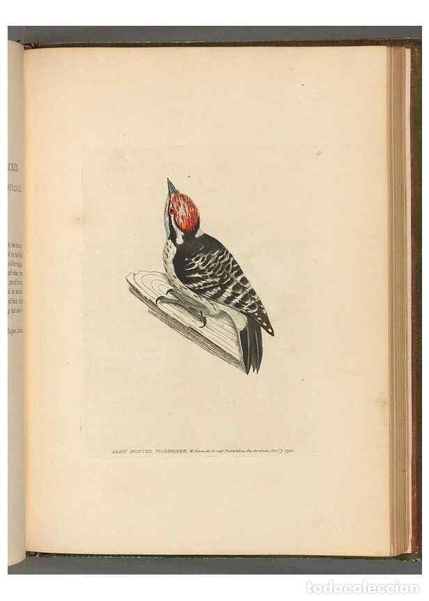 Collectionnisme de Revues et Journaux: Reproducci&oacute;n/Reproduction 49054873032: The birds of Great Britain,. 1795-1801.. - Lewin, William,