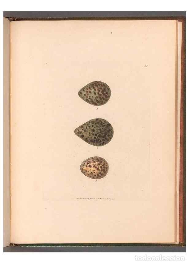 Sammeln von Zeitschriften und Zeitungen: Reproducci&oacute;n/Reproduction 49054808168: The birds of Great Britain,. 1795-1801.. - Lewin, William,