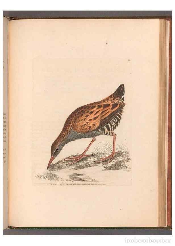 Sammeln von Zeitschriften und Zeitungen: Reproducci&oacute;n/Reproduction 49054803938: The birds of Great Britain,. 1795-1801.. - Lewin, William,