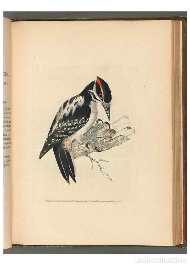 Collection Magazines and Newspapers: Reproducci&oacute;n/Reproduction 49054143948: The birds of Great Britain,. 1795-1801.. - Lewin, William,