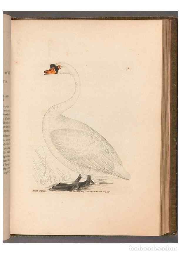 Sammeln von Zeitschriften und Zeitungen: Reproducci&oacute;n/Reproduction 49055469111: The birds of Great Britain,. 1795-1801.. - Lewin, William,