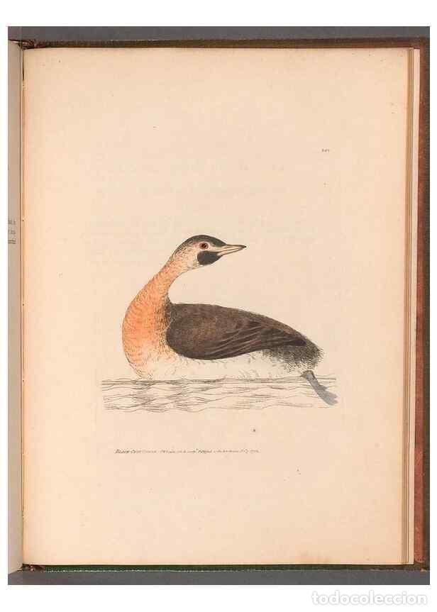 Sammeln von Zeitschriften und Zeitungen: Reproducci&oacute;n/Reproduction 49054807893: The birds of Great Britain,. 1795-1801.. - Lewin, William,