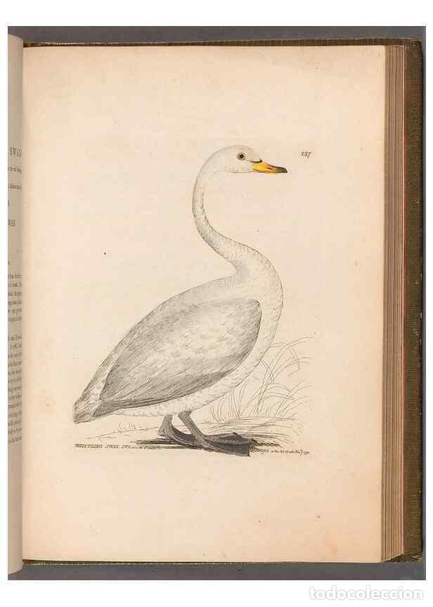 Colecionismo de Revistas e Jornais: Reproducci&oacute;n/Reproduction 49055681907: The birds of Great Britain,. 1795-1801.. - Lewin, William,