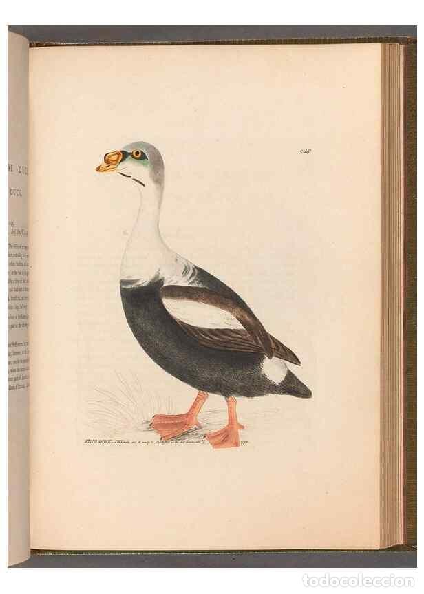 Sammeln von Zeitschriften und Zeitungen: Reproducci&oacute;n/Reproduction 49054988288: The birds of Great Britain,. 1795-1801.. - Lewin, William,