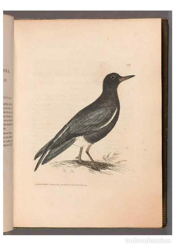 Collectionnisme de Revues et Journaux: Reproducci&oacute;n/Reproduction 49055433856: The birds of Great Britain,. 1795-1801.. - Lewin, William,