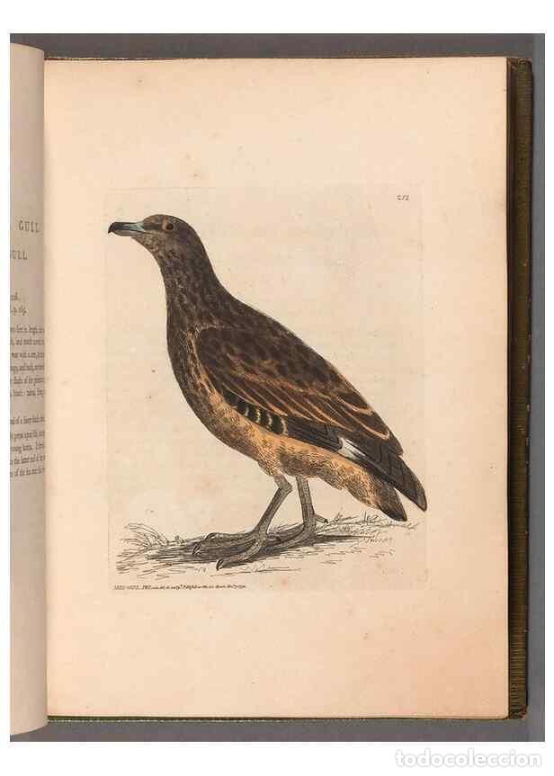 Colecionismo de Revistas e Jornais: Reproducci&oacute;n/Reproduction 49055647847: The birds of Great Britain,. 1795-1801.. - Lewin, William,