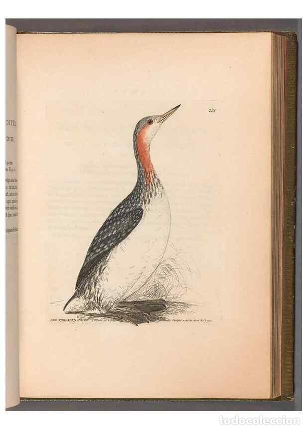 Colecionismo de Revistas e Jornais: Reproducci&oacute;n/Reproduction 49055652927: The birds of Great Britain,. 1795-1801.. - Lewin, William,