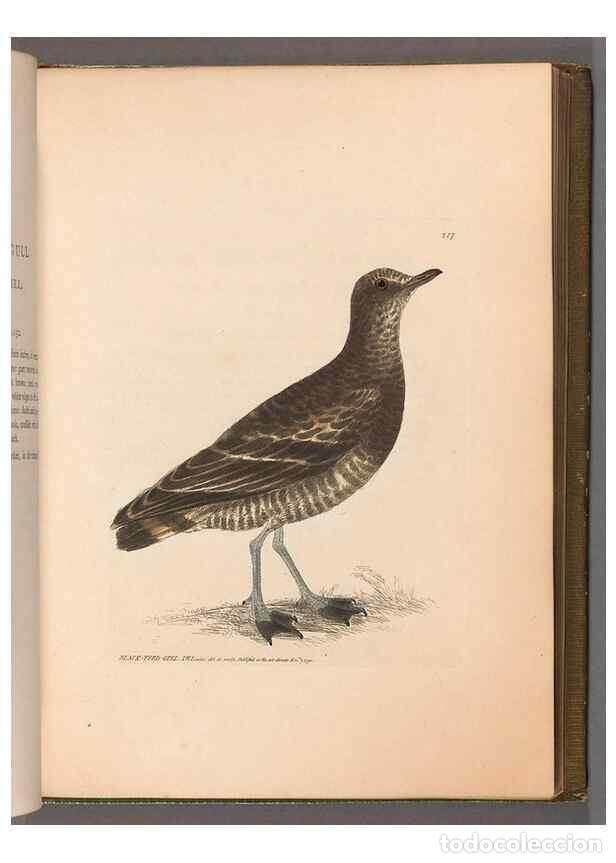 Collection Magazines and Newspapers: Reproducci&oacute;n/Reproduction 49054921618: The birds of Great Britain,. 1795-1801.. - Lewin, William,