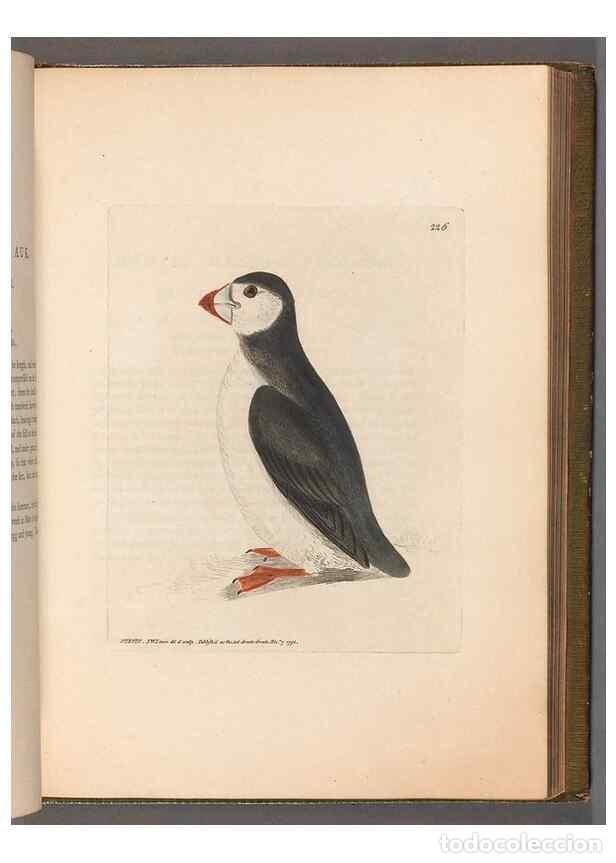 Sammeln von Zeitschriften und Zeitungen: Reproducci&oacute;n/Reproduction 49054923823: The birds of Great Britain,. 1795-1801.. - Lewin, William,