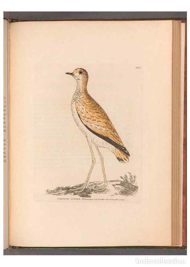Collection Magazines and Newspapers: Reproducci&oacute;n/Reproduction 49055531227: The birds of Great Britain,. 1795-1801.. - Lewin, William,