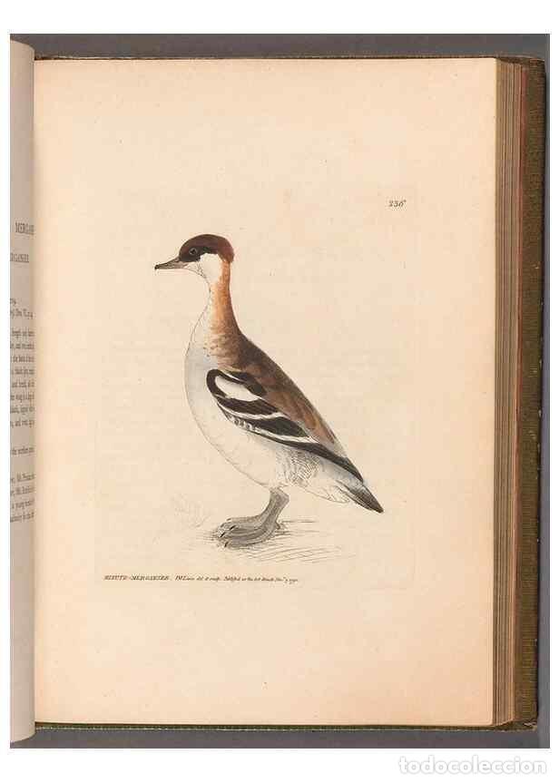 Coleccionismo de revistas y peri&oacute;dicos: Reproducci&oacute;n/Reproduction 49055442266: The birds of Great Britain,. 1795-1801.. - Lewin, William,