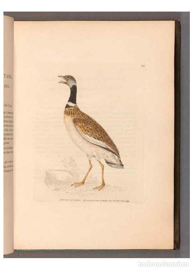 Sammeln von Zeitschriften und Zeitungen: Reproducci&oacute;n/Reproduction 49055489592: The birds of Great Britain,. 1795-1801.. - Lewin, William,