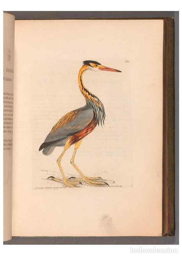 Collection Magazines and Newspapers: Reproducci&oacute;n/Reproduction 49055279821: The birds of Great Britain,. 1795-1801.. - Lewin, William,
