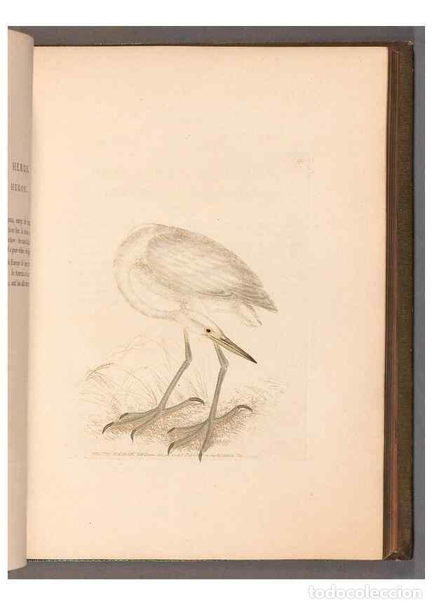 Collezionismo di Riviste e Giornali: Reproducci&oacute;n/Reproduction 49054763808: The birds of Great Britain,. 1795-1801.. - Lewin, William,
