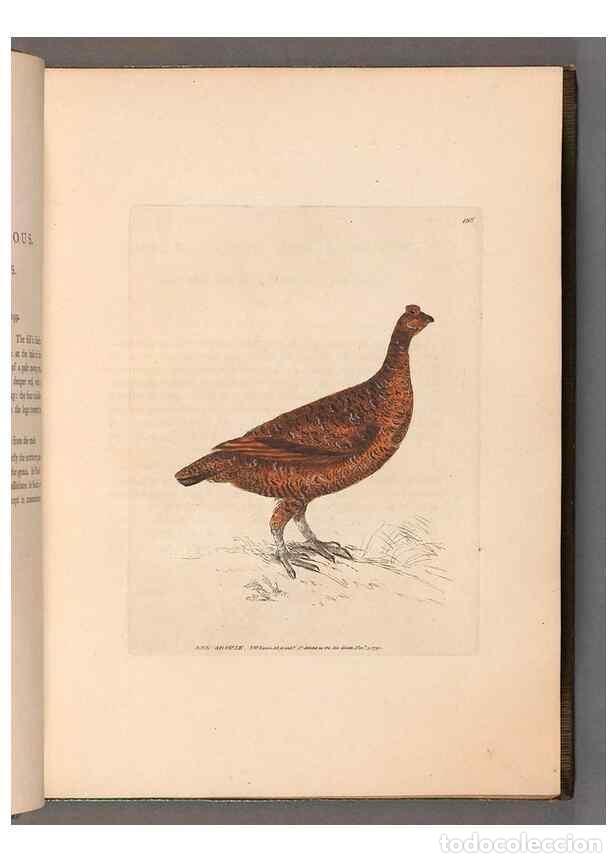 Collection Magazines and Newspapers: Reproducci&oacute;n/Reproduction 49055488192: The birds of Great Britain,. 1795-1801.. - Lewin, William,