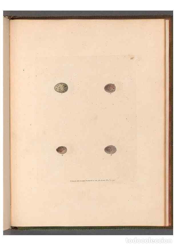 Sammeln von Zeitschriften und Zeitungen: Reproducci&oacute;n/Reproduction 49054678208: The birds of Great Britain,. 1795-1801.. - Lewin, William,