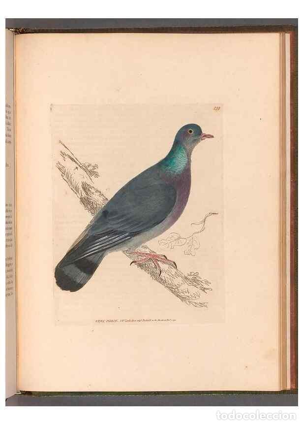 Collectionnisme de Revues et Journaux: Reproducci&oacute;n/Reproduction 49055405017: The birds of Great Britain,. 1795-1801.. - Lewin, William,