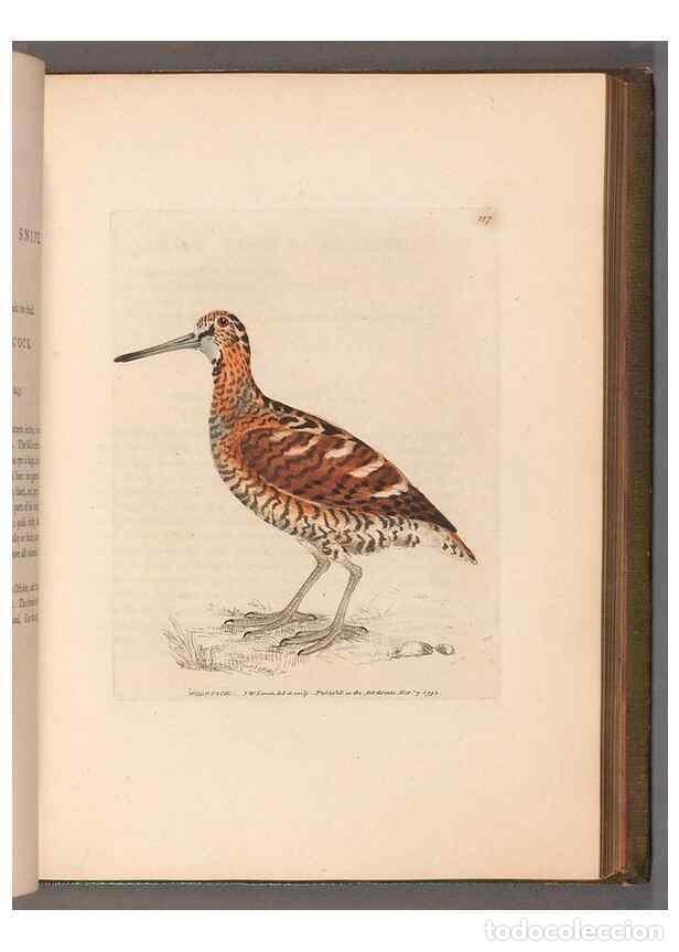 Collectionnisme de Revues et Journaux: Reproducci&oacute;n/Reproduction 49054765608: The birds of Great Britain,. 1795-1801.. - Lewin, William,