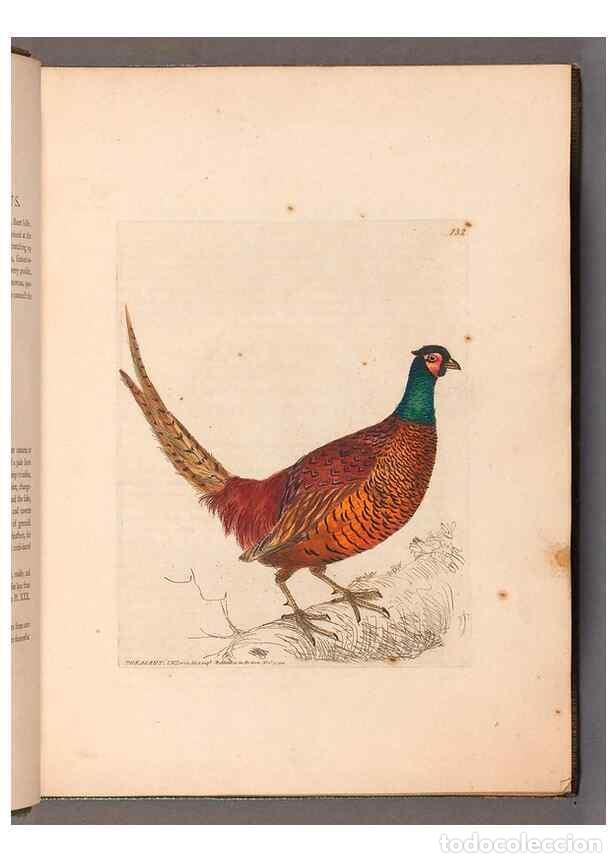 Sammeln von Zeitschriften und Zeitungen: Reproducci&oacute;n/Reproduction 49054757908: The birds of Great Britain,. 1795-1801.. - Lewin, William,