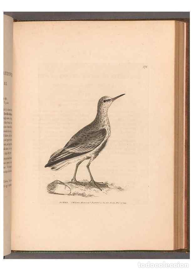 Colecionismo de Revistas e Jornais: Reproducci&oacute;n/Reproduction 49054799373: The birds of Great Britain,. 1795-1801.. - Lewin, William,