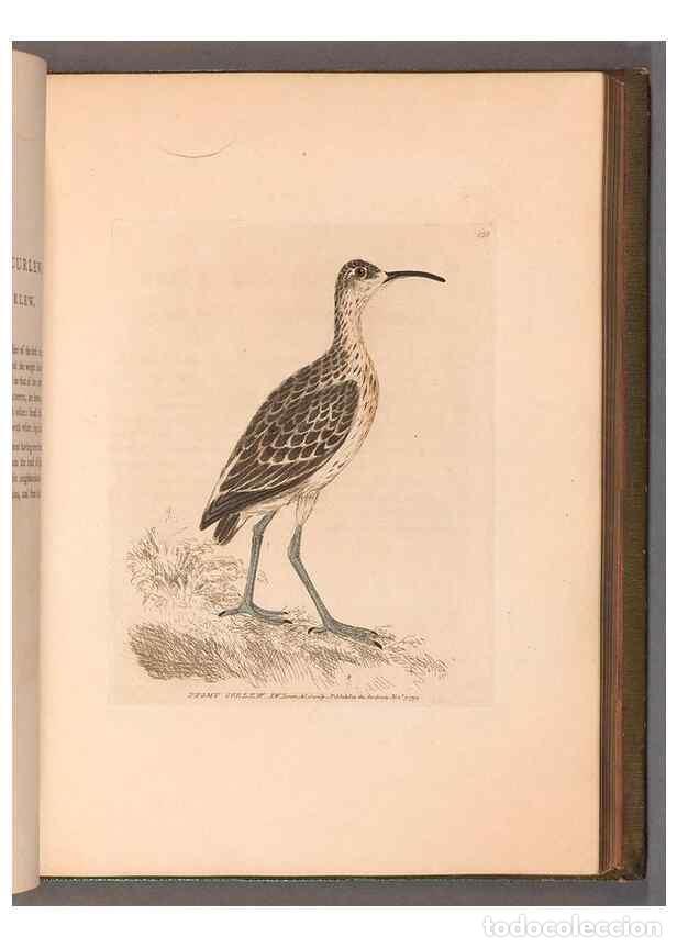 Collectionnisme de Revues et Journaux: Reproducci&oacute;n/Reproduction 49055494292: The birds of Great Britain,. 1795-1801.. - Lewin, William,