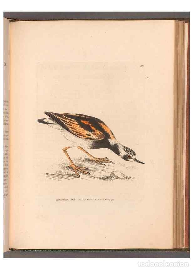 Collectionnisme de Revues et Journaux: Reproducci&oacute;n/Reproduction 49055528707: The birds of Great Britain,. 1795-1801.. - Lewin, William,