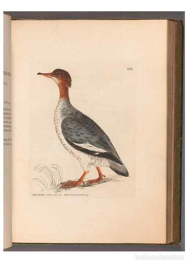 Sammeln von Zeitschriften und Zeitungen: Reproducci&oacute;n/Reproduction 49055653522: The birds of Great Britain,. 1795-1801.. - Lewin, William,
