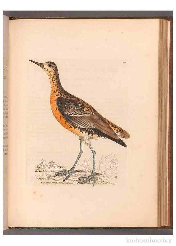 Colecionismo de Revistas e Jornais: Reproducci&oacute;n/Reproduction 49054800263: The birds of Great Britain,. 1795-1801.. - Lewin, William,