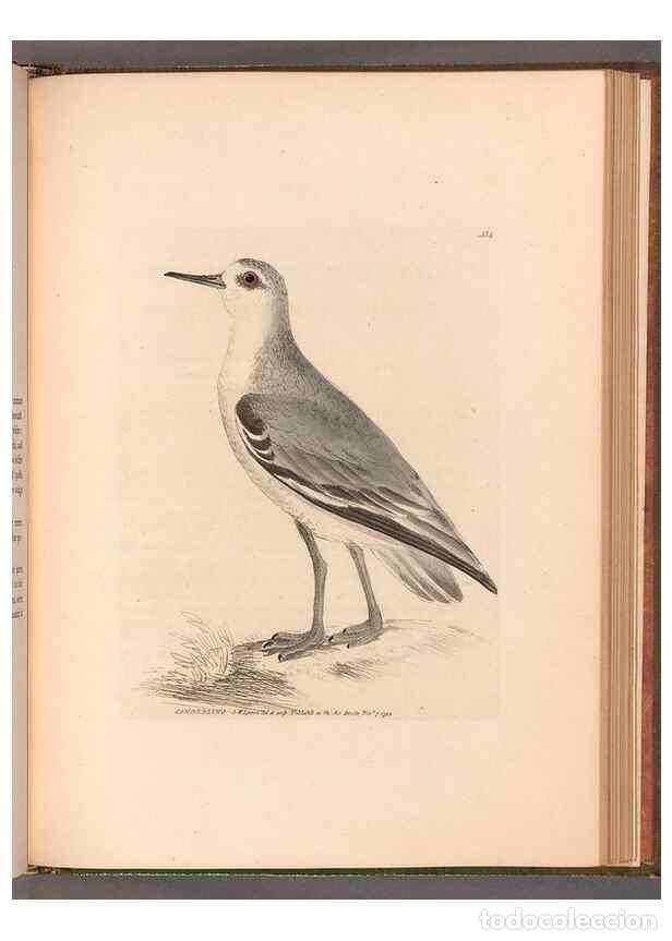 Sammeln von Zeitschriften und Zeitungen: Reproducci&oacute;n/Reproduction 49055529877: The birds of Great Britain,. 1795-1801.. - Lewin, William,