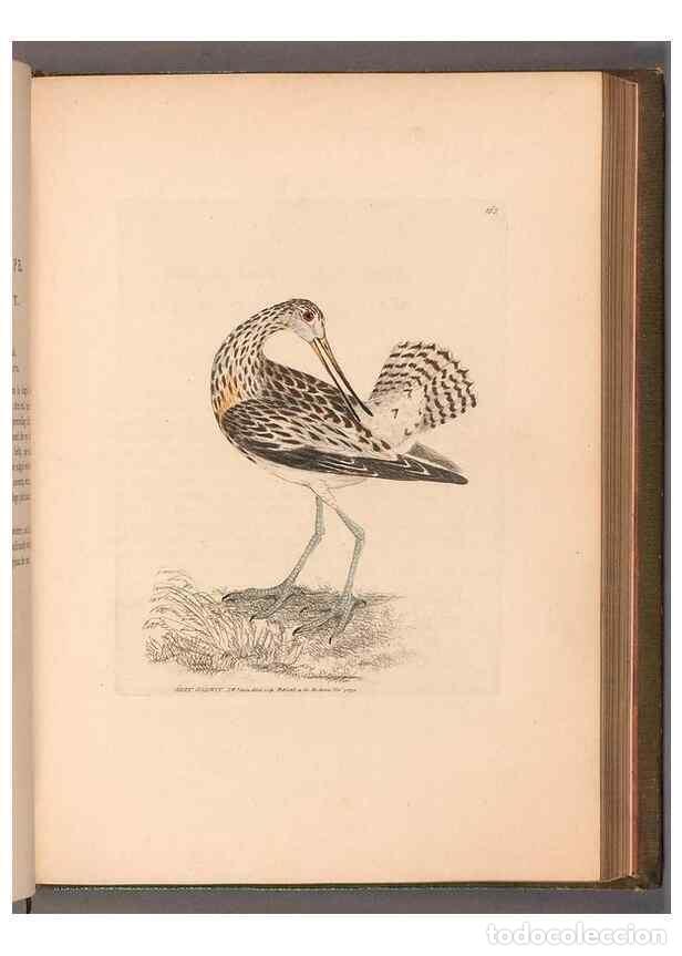 Colecionismo de Revistas e Jornais: Reproducci&oacute;n/Reproduction 49054766913: The birds of Great Britain,. 1795-1801.. - Lewin, William,