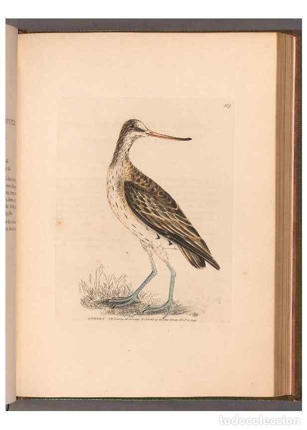 Coleccionismo de revistas y peri&oacute;dicos: Reproducci&oacute;n/Reproduction 49054797858: The birds of Great Britain,. 1795-1801.. - Lewin, William,