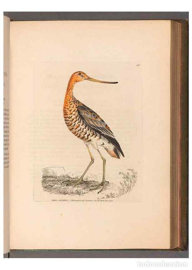 Sammeln von Zeitschriften und Zeitungen: Reproducci&oacute;n/Reproduction 49055495582: The birds of Great Britain,. 1795-1801.. - Lewin, William,