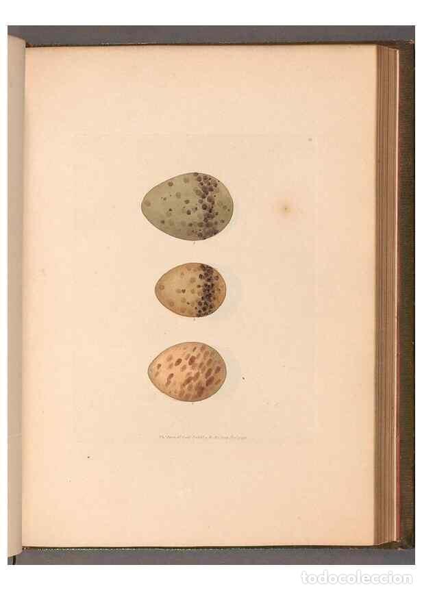 Sammeln von Zeitschriften und Zeitungen: Reproducci&oacute;n/Reproduction 49055498762: The birds of Great Britain,. 1795-1801.. - Lewin, William,