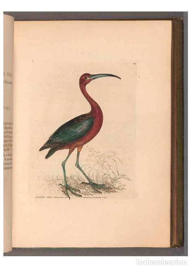 Collection Magazines and Newspapers: Reproducci&oacute;n/Reproduction 49054764483: The birds of Great Britain,. 1795-1801.. - Lewin, William,