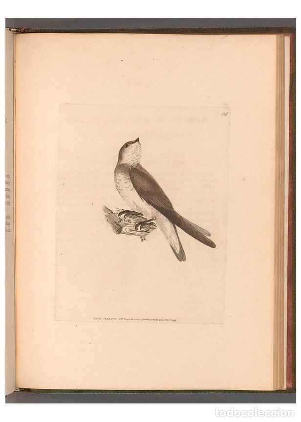 Collection Magazines and Newspapers: Reproducci&oacute;n/Reproduction 49054675253: The birds of Great Britain,. 1795-1801.. - Lewin, William,