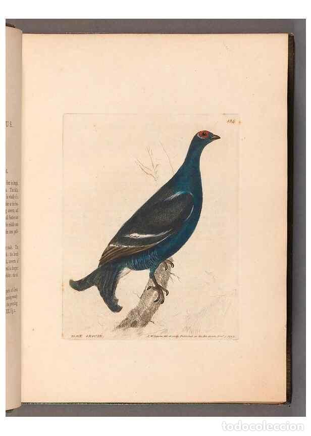 Sammeln von Zeitschriften und Zeitungen: Reproducci&oacute;n/Reproduction 49055274296: The birds of Great Britain,. 1795-1801.. - Lewin, William,