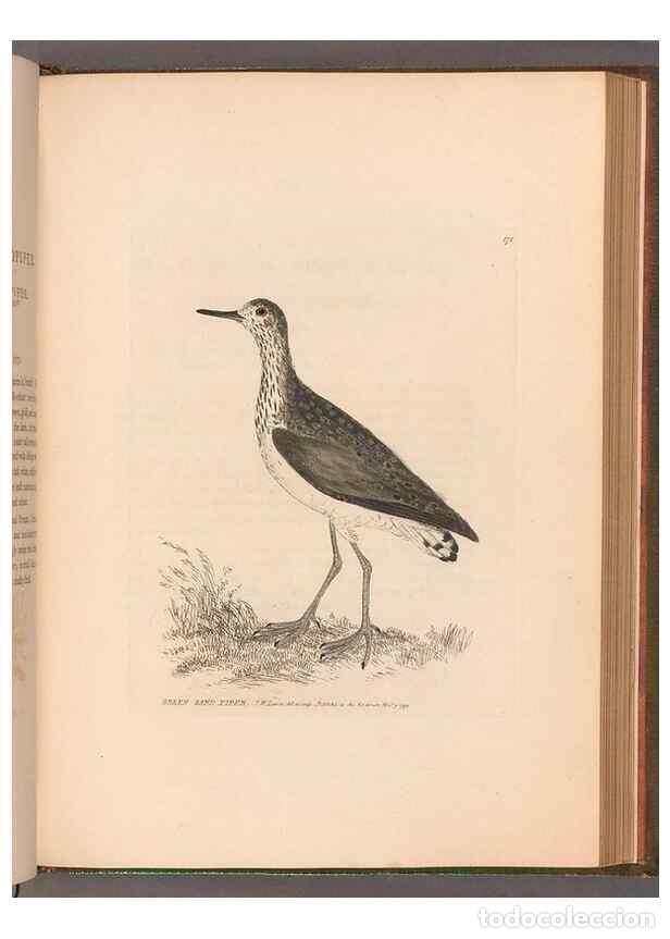 Colecionismo de Revistas e Jornais: Reproducci&oacute;n/Reproduction 49054798293: The birds of Great Britain,. 1795-1801.. - Lewin, William,