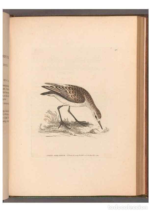 Collezionismo di Riviste e Giornali: Reproducci&oacute;n/Reproduction 49055527617: The birds of Great Britain,. 1795-1801.. - Lewin, William,