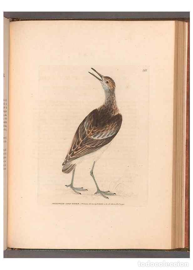 Coleccionismo de Revistas y Peri&oacute;dicos: Reproducci&oacute;n/Reproduction 49054801118: The birds of Great Britain,. 1795-1801.. - Lewin, William,