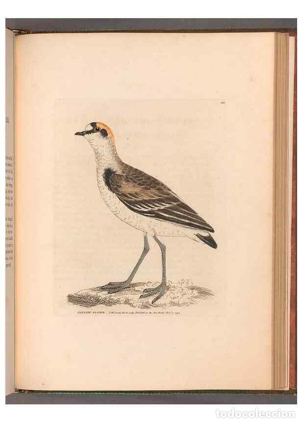 Collezionismo di Riviste e Giornali: Reproducci&oacute;n/Reproduction 49054802628: The birds of Great Britain,. 1795-1801.. - Lewin, William,
