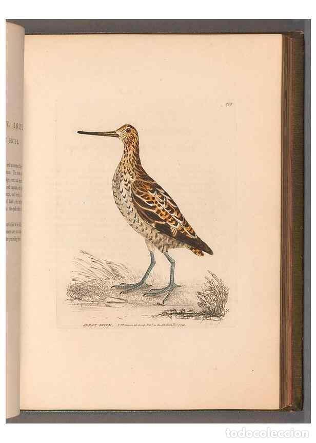 Collectionnisme de Revues et Journaux: Reproducci&oacute;n/Reproduction 49054765873: The birds of Great Britain,. 1795-1801.. - Lewin, William,