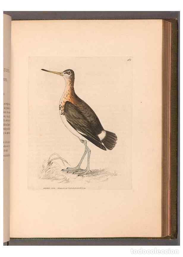 Collection Magazines and Newspapers: Reproducci&oacute;n/Reproduction 49054767228: The birds of Great Britain,. 1795-1801.. - Lewin, William,