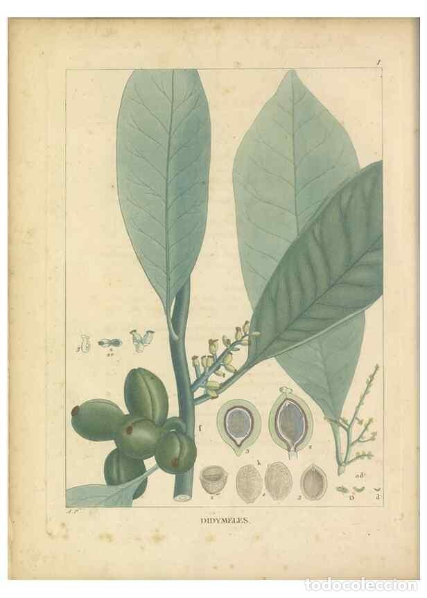 Coleccionismo de revistas y peri&oacute;dicos: Reproducci&oacute;n/Reproduction 49121818652: Histoire des v&eacute;g&eacute;taux recueilles dans les isles australes d'A