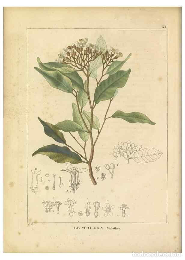Coleccionismo de revistas y peri&oacute;dicos: Reproducci&oacute;n/Reproduction 49121822262: Histoire des v&eacute;g&eacute;taux recueilles dans les isles australes d'A