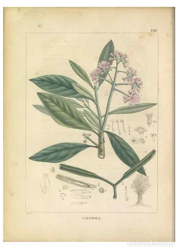 Coleccionismo de revistas y peri&oacute;dicos: Reproducci&oacute;n/Reproduction 49121631841: Histoire des v&eacute;g&eacute;taux recueilles dans les isles australes d'A