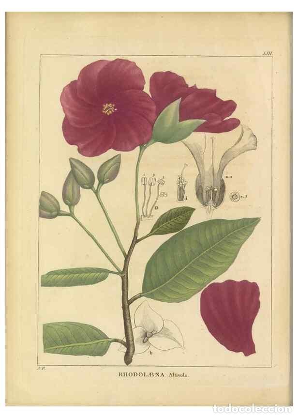 Coleccionismo de revistas y peri&oacute;dicos: Reproducci&oacute;n/Reproduction 49121823042: Histoire des v&eacute;g&eacute;taux recueilles dans les isles australes d'A