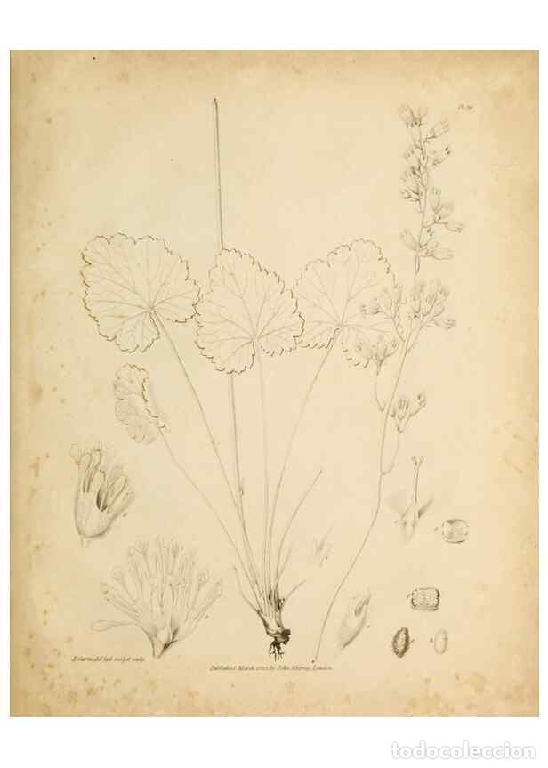 Sammeln von Zeitschriften und Zeitungen: Reproducci&oacute;n/Reproduction 49234077392: Botanical appendix /. London :s.n.,1823?. - Richardson, John,