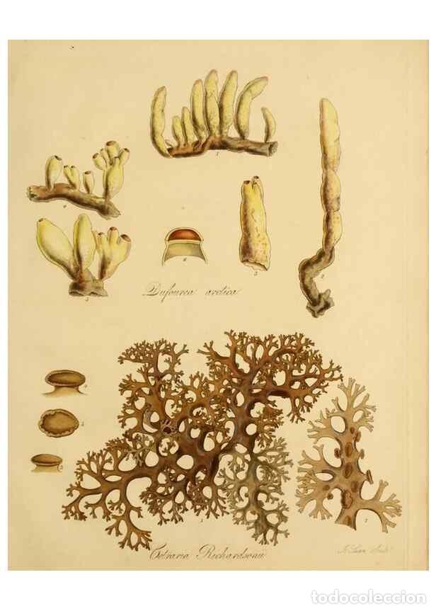 Colecionismo de Revistas e Jornais: Reproducci&oacute;n/Reproduction 49233386913: Botanical appendix /. London :s.n.,1823?. - Richardson, John,