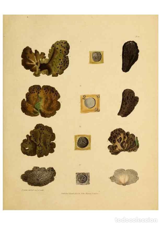 Collection Magazines and Newspapers: Reproducci&oacute;n/Reproduction 49234077682: Botanical appendix /. London :s.n.,1823?. - Richardson, John,